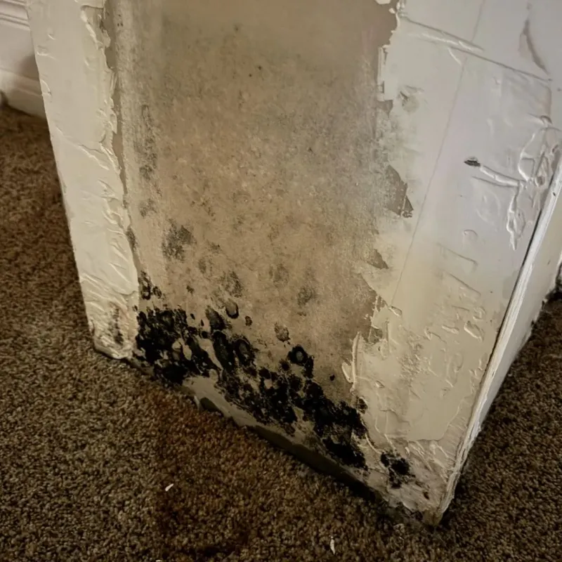 Professional Mold Removal in Rains County, TX
